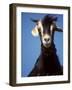 A Single Goat-null-Framed Photographic Print