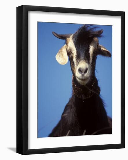 A Single Goat-null-Framed Photographic Print