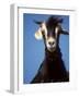 A Single Goat-null-Framed Photographic Print