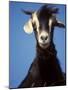 A Single Goat-null-Mounted Photographic Print