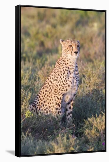 A Single Male Cheetah Sittings in the Grass, Ngorongoro, Tanzania-James Heupel-Framed Stretched Canvas