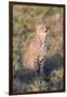 A Single Male Cheetah Sittings in the Grass, Ngorongoro, Tanzania-James Heupel-Framed Photographic Print