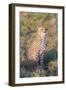 A Single Male Cheetah Sittings in the Grass, Ngorongoro, Tanzania-James Heupel-Framed Photographic Print