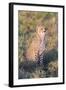 A Single Male Cheetah Sittings in the Grass, Ngorongoro, Tanzania-James Heupel-Framed Photographic Print