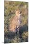 A Single Male Cheetah Sittings in the Grass, Ngorongoro, Tanzania-James Heupel-Mounted Photographic Print