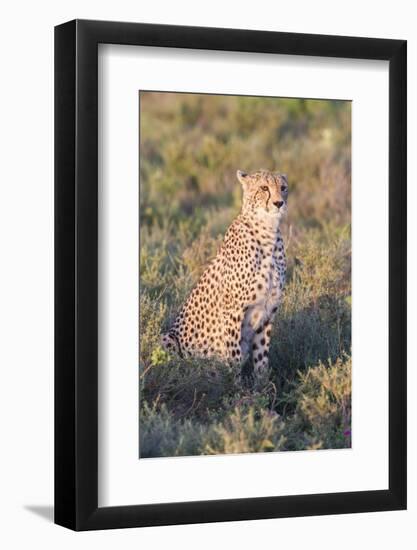 A Single Male Cheetah Sittings in the Grass, Ngorongoro, Tanzania-James Heupel-Framed Photographic Print