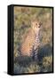 A Single Male Cheetah Sittings in the Grass, Ngorongoro, Tanzania-James Heupel-Framed Stretched Canvas