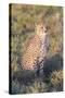 A Single Male Cheetah Sittings in the Grass, Ngorongoro, Tanzania-James Heupel-Stretched Canvas