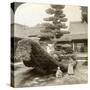 A Single Pine Trained into the Shape of a Boat, Kinkaku-Ji Monastery, Kyoto, Japan, 1904-Underwood & Underwood-Stretched Canvas