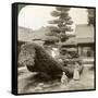 A Single Pine Trained into the Shape of a Boat, Kinkaku-Ji Monastery, Kyoto, Japan, 1904-Underwood & Underwood-Framed Stretched Canvas