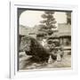 A Single Pine Trained into the Shape of a Boat, Kinkaku-Ji Monastery, Kyoto, Japan, 1904-Underwood & Underwood-Framed Photographic Print