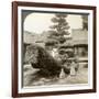 A Single Pine Trained into the Shape of a Boat, Kinkaku-Ji Monastery, Kyoto, Japan, 1904-Underwood & Underwood-Framed Photographic Print