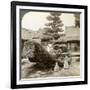 A Single Pine Trained into the Shape of a Boat, Kinkaku-Ji Monastery, Kyoto, Japan, 1904-Underwood & Underwood-Framed Photographic Print