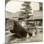 A Single Pine Trained into the Shape of a Boat, Kinkaku-Ji Monastery, Kyoto, Japan, 1904-Underwood & Underwood-Mounted Photographic Print