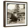 A Single Pine Trained into the Shape of a Boat, Kinkaku-Ji Monastery, Kyoto, Japan, 1904-Underwood & Underwood-Framed Photographic Print