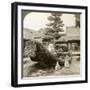 A Single Pine Trained into the Shape of a Boat, Kinkaku-Ji Monastery, Kyoto, Japan, 1904-Underwood & Underwood-Framed Photographic Print