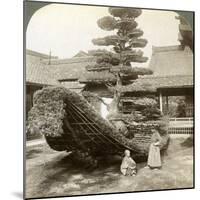 A Single Pine Trained into the Shape of a Boat, Kinkaku-Ji Monastery, Kyoto, Japan, 1904-Underwood & Underwood-Mounted Photographic Print
