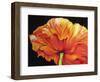 A Single Poppy-Marcia Baldwin-Framed Giclee Print