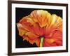 A Single Poppy-Marcia Baldwin-Framed Giclee Print