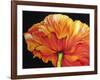 A Single Poppy-Marcia Baldwin-Framed Giclee Print