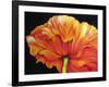 A Single Poppy-Marcia Baldwin-Framed Giclee Print