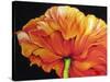 A Single Poppy-Marcia Baldwin-Stretched Canvas