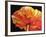 A Single Poppy-Marcia Baldwin-Framed Giclee Print