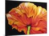 A Single Poppy-Marcia Baldwin-Mounted Giclee Print