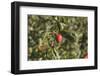 A Single, Red, Ripe Apple Hangs on a Branch on an Apple Tree-Petra Daisenberger-Framed Photographic Print