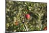 A Single, Red, Ripe Apple Hangs on a Branch on an Apple Tree-Petra Daisenberger-Mounted Photographic Print