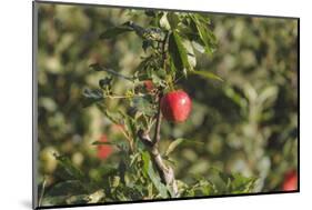 A Single, Red, Ripe Apple Hangs on a Branch on an Apple Tree-Petra Daisenberger-Mounted Photographic Print