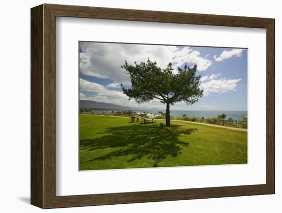 A single windblown tree growing on a green lawn at City College in Santa Barbara, Santa Barbara...-null-Framed Photographic Print