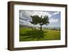 A single windblown tree growing on a green lawn at City College in Santa Barbara, Santa Barbara...-null-Framed Photographic Print