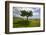 A single windblown tree growing on a green lawn at City College in Santa Barbara, Santa Barbara...-null-Framed Photographic Print