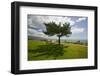 A single windblown tree growing on a green lawn at City College in Santa Barbara, Santa Barbara...-null-Framed Photographic Print