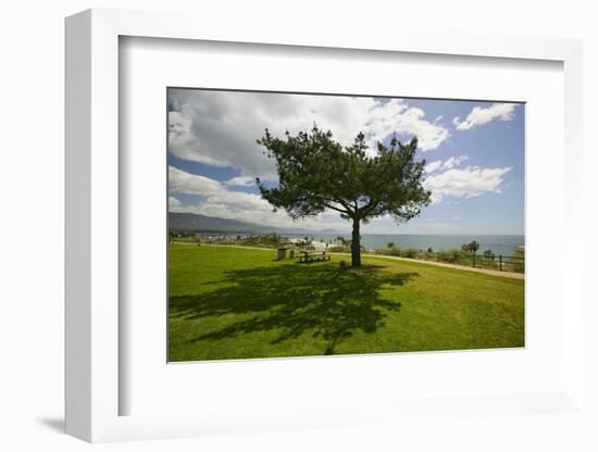 A single windblown tree growing on a green lawn at City College in Santa Barbara, Santa Barbara...-null-Framed Photographic Print