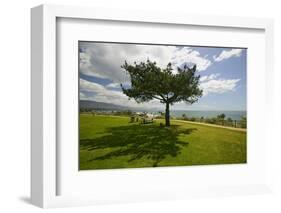 A single windblown tree growing on a green lawn at City College in Santa Barbara, Santa Barbara...-null-Framed Photographic Print