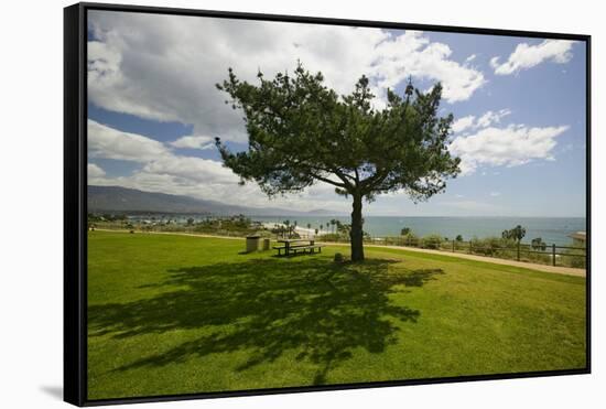 A single windblown tree growing on a green lawn at City College in Santa Barbara, Santa Barbara...-null-Framed Stretched Canvas