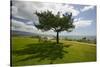 A single windblown tree growing on a green lawn at City College in Santa Barbara, Santa Barbara...-null-Stretched Canvas