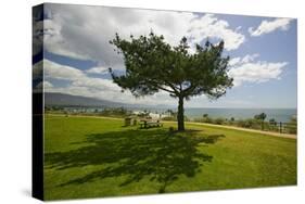 A single windblown tree growing on a green lawn at City College in Santa Barbara, Santa Barbara...-null-Stretched Canvas