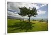 A single windblown tree growing on a green lawn at City College in Santa Barbara, Santa Barbara...-null-Framed Photographic Print