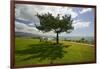 A single windblown tree growing on a green lawn at City College in Santa Barbara, Santa Barbara...-null-Framed Photographic Print