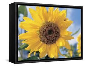 A Single Yellow Sunflower Blossom-null-Framed Stretched Canvas