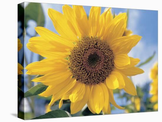 A Single Yellow Sunflower Blossom-null-Stretched Canvas