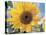 A Single Yellow Sunflower Blossom-null-Stretched Canvas