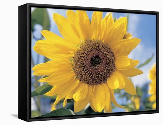 A Single Yellow Sunflower Blossom-null-Framed Stretched Canvas