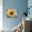 A Single Yellow Sunflower Blossom-null-Stretched Canvas displayed on a wall