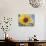 A Single Yellow Sunflower Blossom-null-Stretched Canvas displayed on a wall