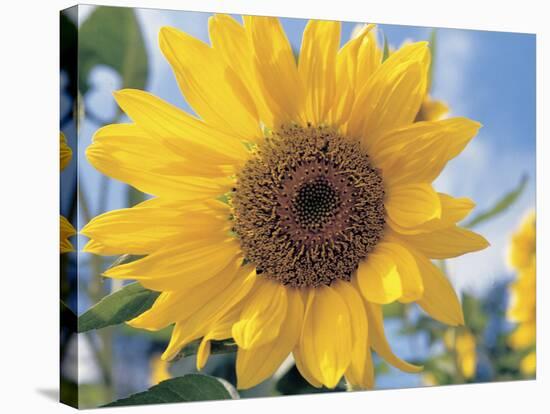 A Single Yellow Sunflower Blossom-null-Stretched Canvas