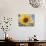 A Single Yellow Sunflower Blossom-null-Photographic Print displayed on a wall